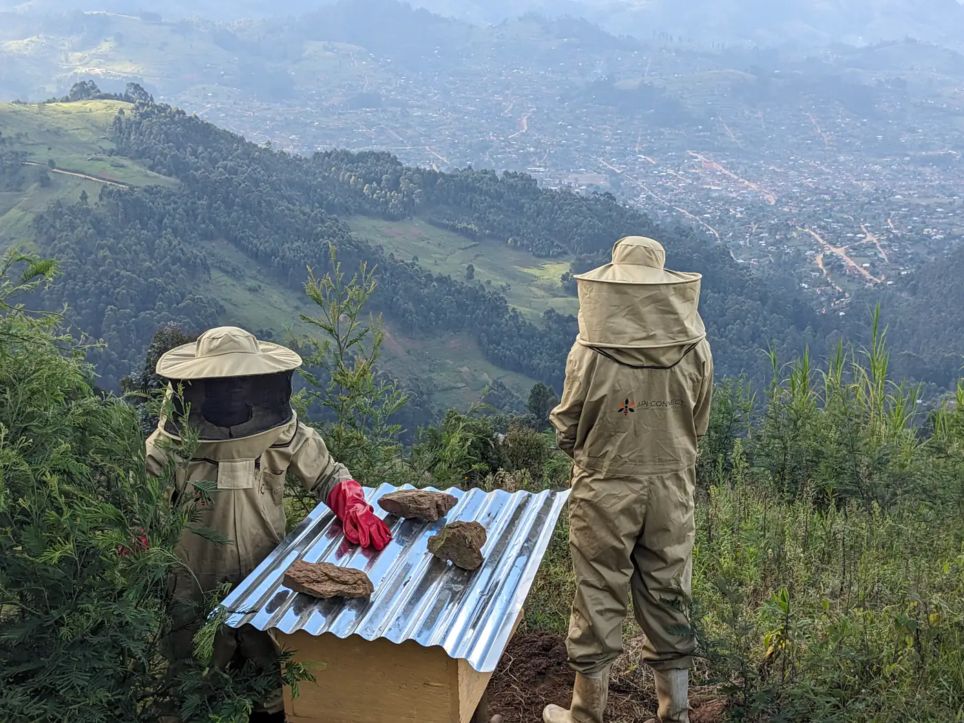 Deux apiculteurs de ChemChemAgro inspectent une ruche sur les collines de Lubero