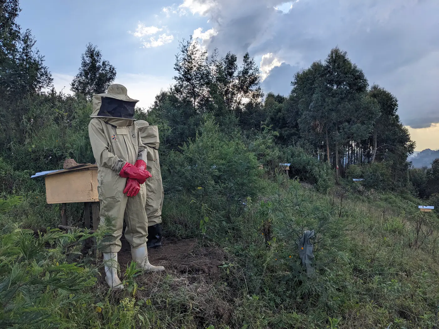 Rucher ChemChemAgro installé à flanc de colline, Lubero