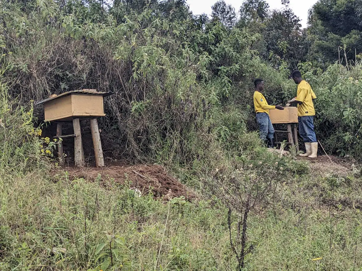 Ruches modernes installées sur une colline boisée de Lubero