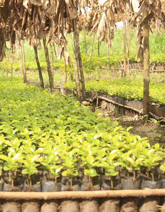 Rangées de jeunes plants dans la Pépinière de Pollinisation