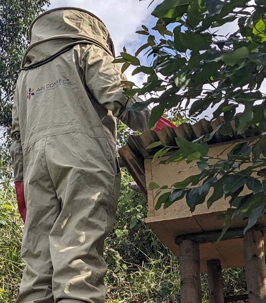 Apiculteur inspectant une ruche sur pied
